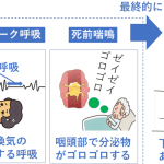 【老衰】死亡までの期間｜症状｜変化｜看取り