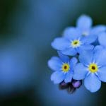 【葬式で流れる】ピアノの旋律｜静かで穏やかなお別れを