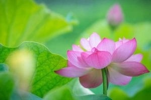 やすらぎ