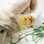 ペット葬儀の需要が高まる背景｜ペットとの絆、多様化するニーズ